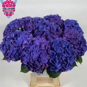 Hydr M Fa Anne 65cm
