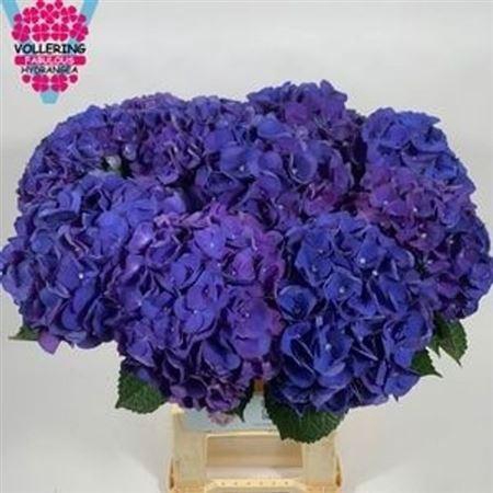 <h4>Hydr M Fa Anne 65cm</h4>
