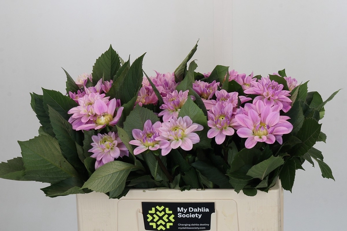 Dahlia Sweet Suprise