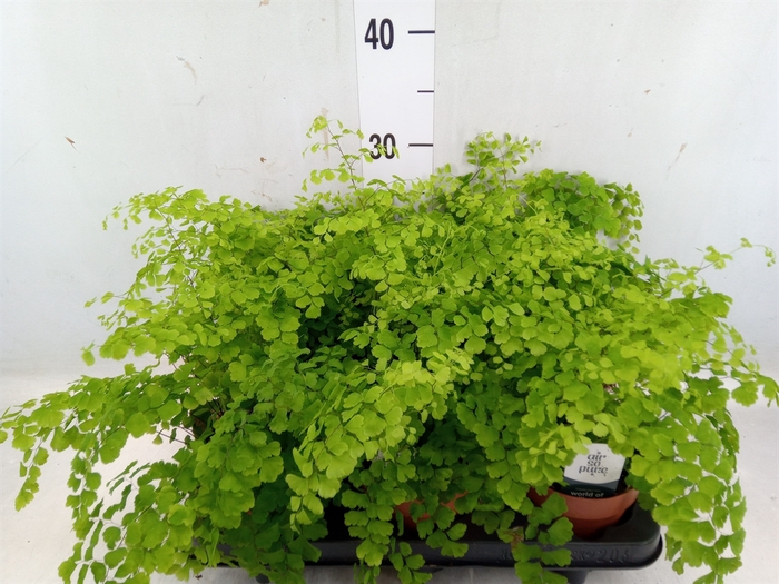 <h4>Adiantum raddi. 'Fragrans'</h4>