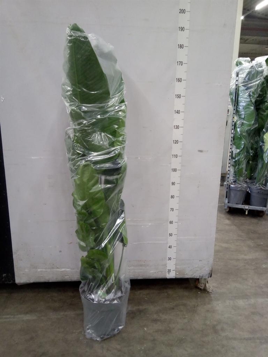 <h4>Strelitzia nicolai</h4>