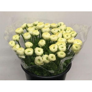 Ran Su Sr Commedia Creme 1a