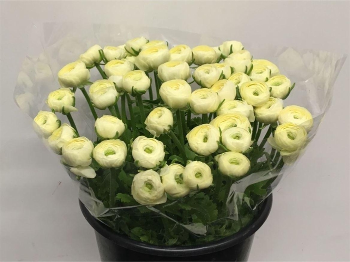 <h4>Ran Su Sr Commed1a Creme 1a</h4>