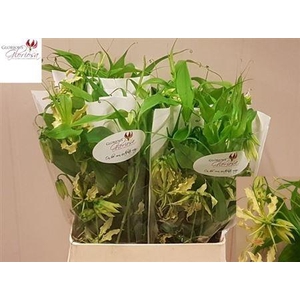 Gloriosa Twin Colour