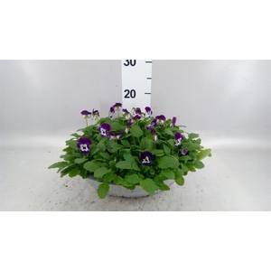Viola corn. 'Evo Mini White Purple'