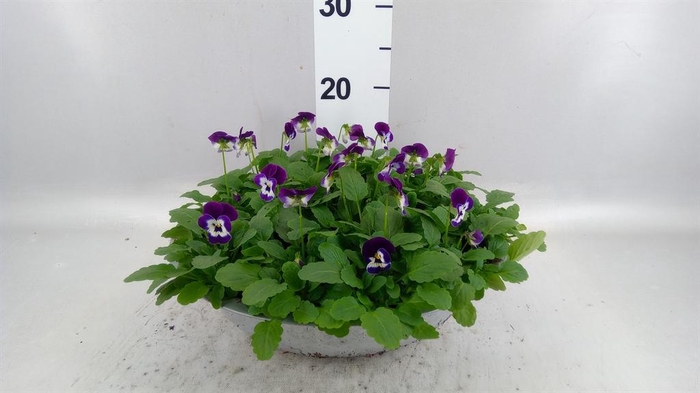 <h4>Viola corn. 'Evo Mini White Purple'</h4>