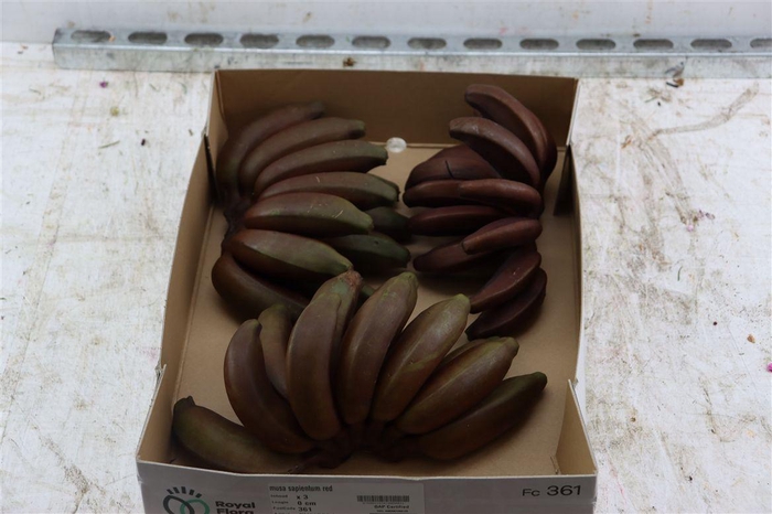 <h4>Musa Sapientum Red</h4>