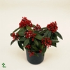 Skimmia jap. reevesiana 15Ø 20cm 5fl