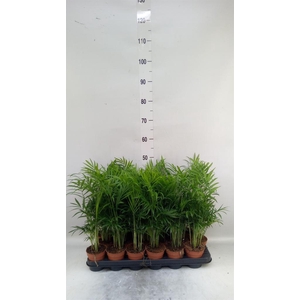Chamaedorea elegans