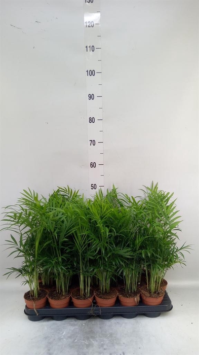 <h4>Chamaedorea elegans</h4>