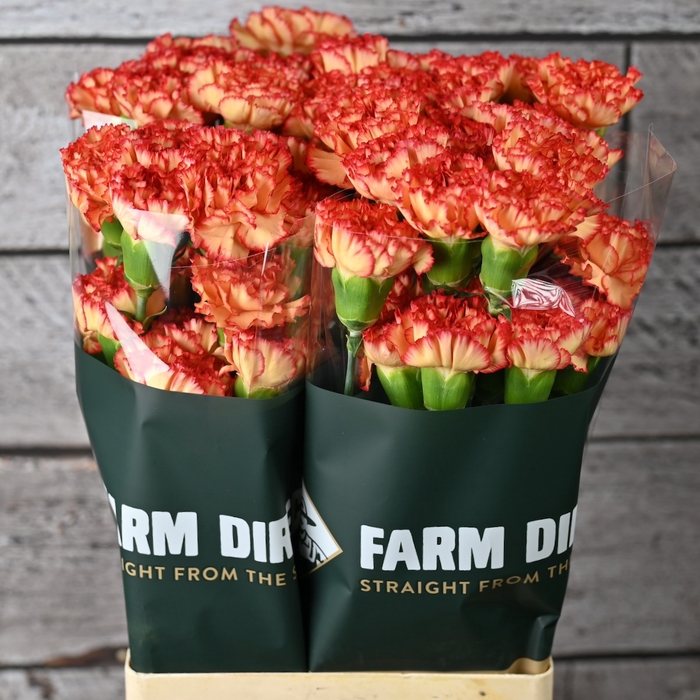 <h4>DI ST FIGARO</h4>