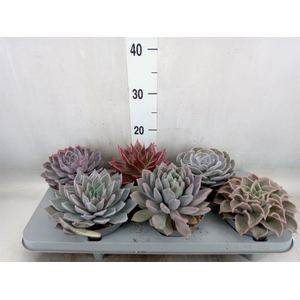 Echeveria   ...mix