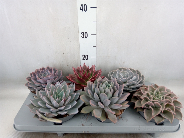 <h4>Echeveria   ...mix</h4>