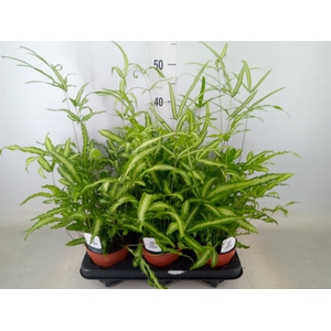 Pteris cretica 'Albolineata'