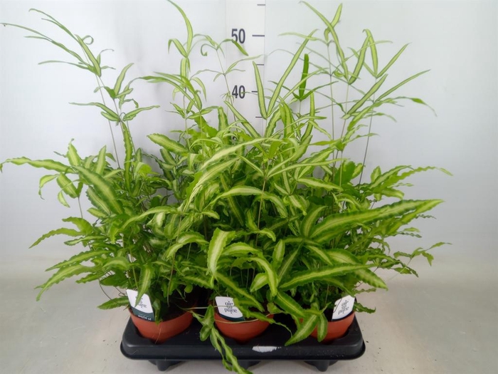 <h4>Pteris cretica 'Albolineata'</h4>