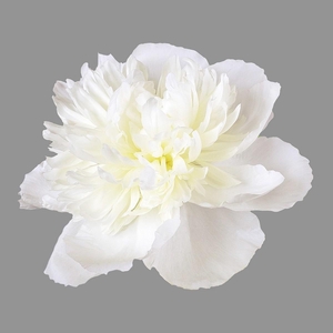 Paeonia Duchesse De Nemours