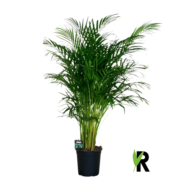 <h4>Dypsis lutescens</h4>