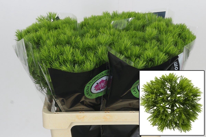 <h4>DI BARB KIWI MELLOW</h4>