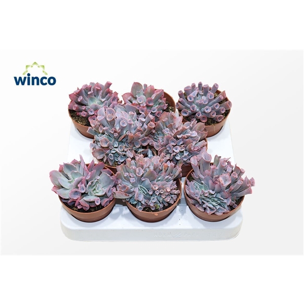 <h4>Echeveria Pinky Trumpet</h4>