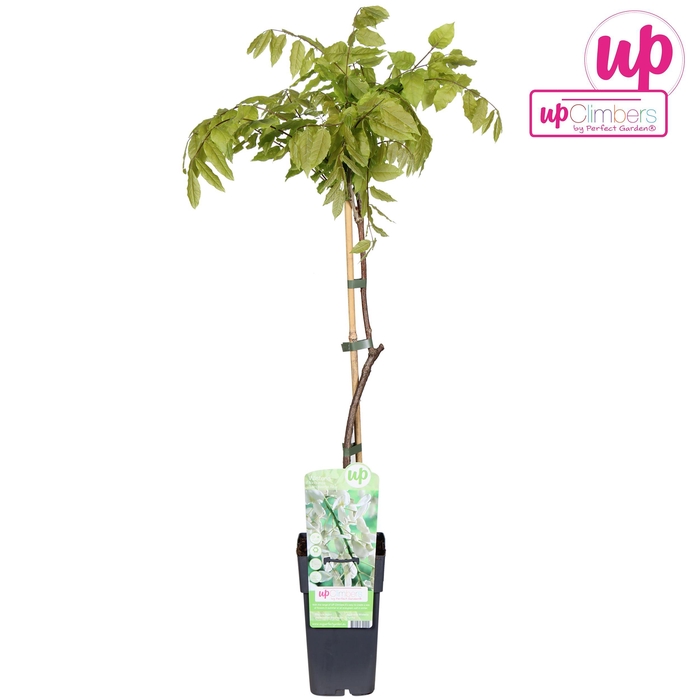 <h4>Wisteria floribunda Alba P15</h4>