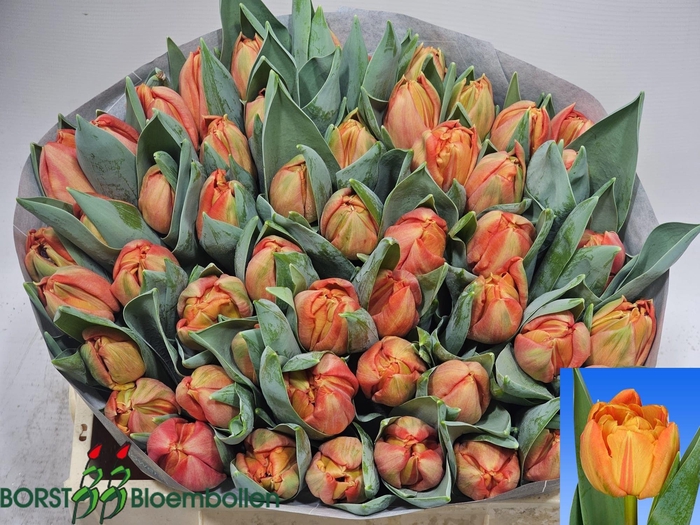 <h4>TU DU LORENZO</h4>