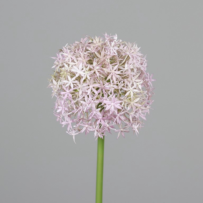 <h4>Allium 80 cm light violet</h4>