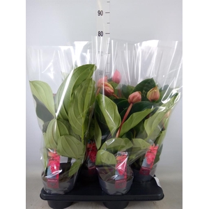 Medinilla magn. 'Flamenco'