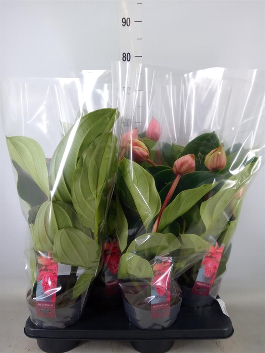 <h4>Medinilla magn. 'Flamenco'</h4>