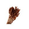 Lagurus Brown