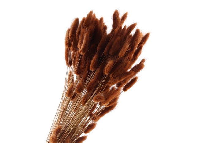 Lagurus Brown
