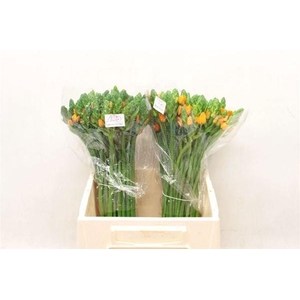 ORNIT DU ROYAL VICTO