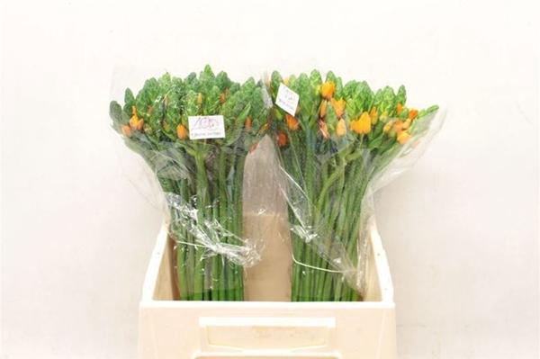 <h4>ORNIT DU ROYAL VICTO</h4>