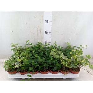 Hedera helix   ...mix 3