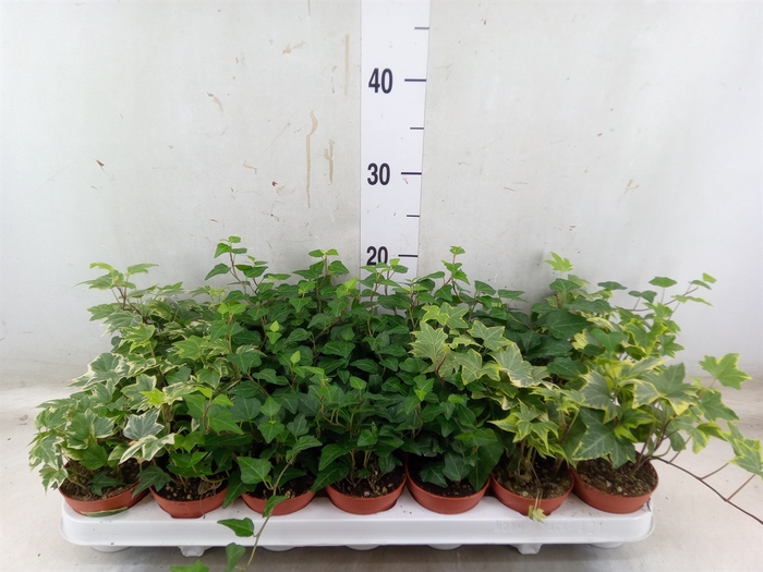 <h4>Hedera helix   ...mix 3</h4>