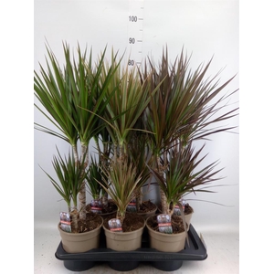 Dracaena   ...mix