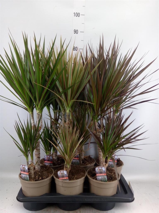 <h4>Dracaena   ...mix</h4>