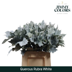 Quercus Rubra L60 White