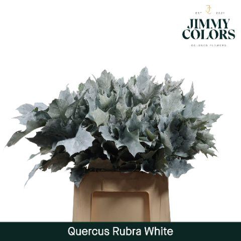 <h4>Quercus Rubra L60 White</h4>