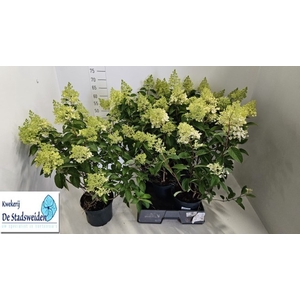 HYDR PANICULATA