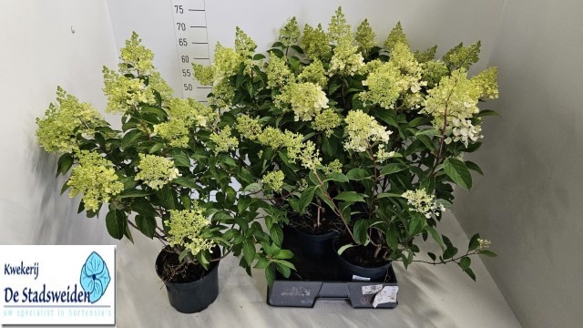 <h4>HYDR PANICULATA</h4>