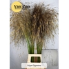 Stipa Gigantea