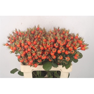 Rosa Pumpkin Orange