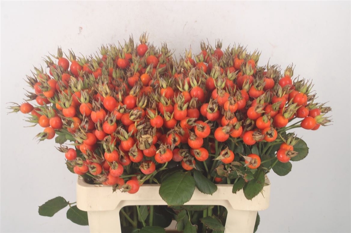 <h4>Rosa Pumpkin Orange</h4>