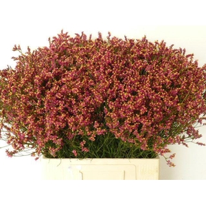 Limonium sinense Scarlet Diamond