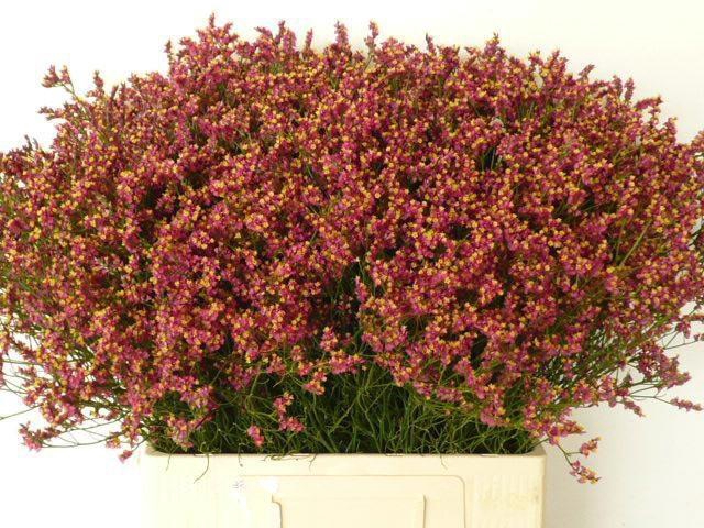 <h4>Limonium sinense Scarlet Diamond</h4>