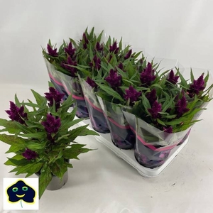 CEL INTENZ DARK PURP