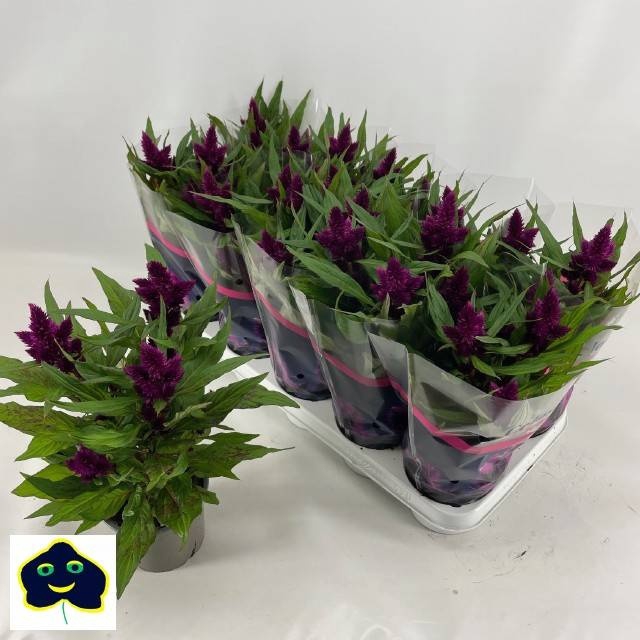 <h4>CEL INTENZ DARK PURP</h4>