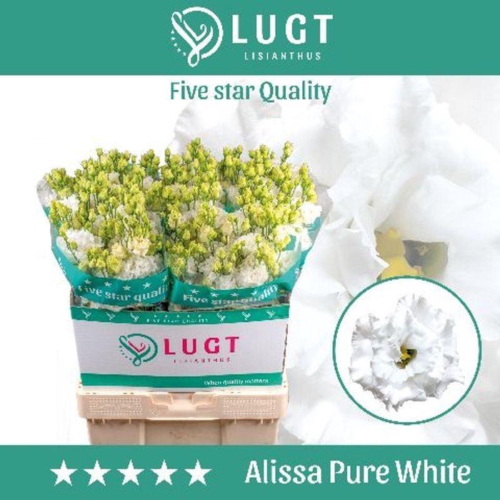 <h4>LIS G ALISSA PURE WHITE EUST ALISSA</h4>