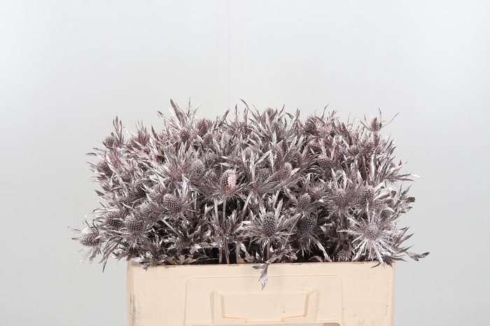 <h4>Eryn Orion Kl Bh Champagne</h4>