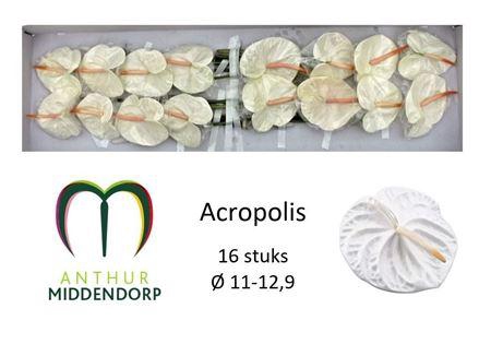 <h4>Anth A Acropolis</h4>